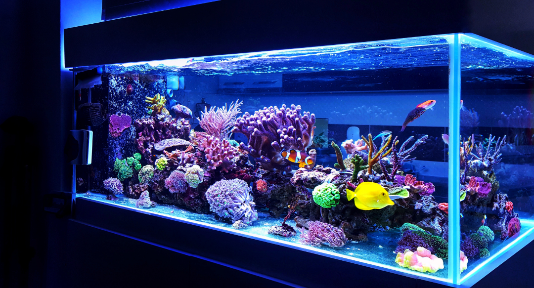 Aquarium