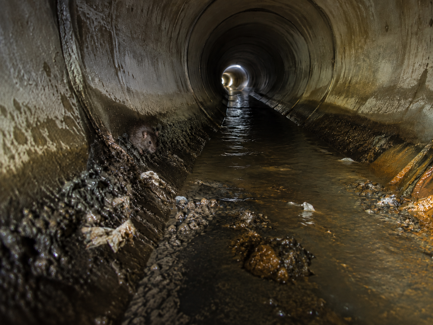Ratte im Abwassertunnel